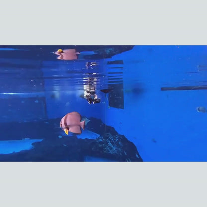 Scooter sous marin<br>de bras 20M